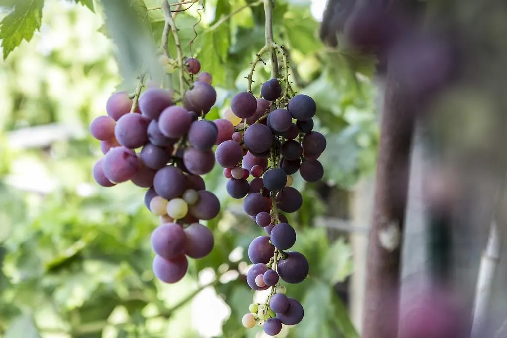 Farm Stay La Frescura Agriturismo Syracuse